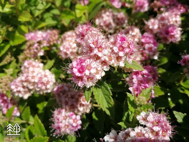 Spiraea japonica   'Little Princess'